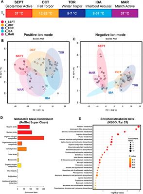 Mass spectrometry of the white adipose metabolome in a hibernating mammal reveals seasonal changes in alternate fuels and carnitine derivatives